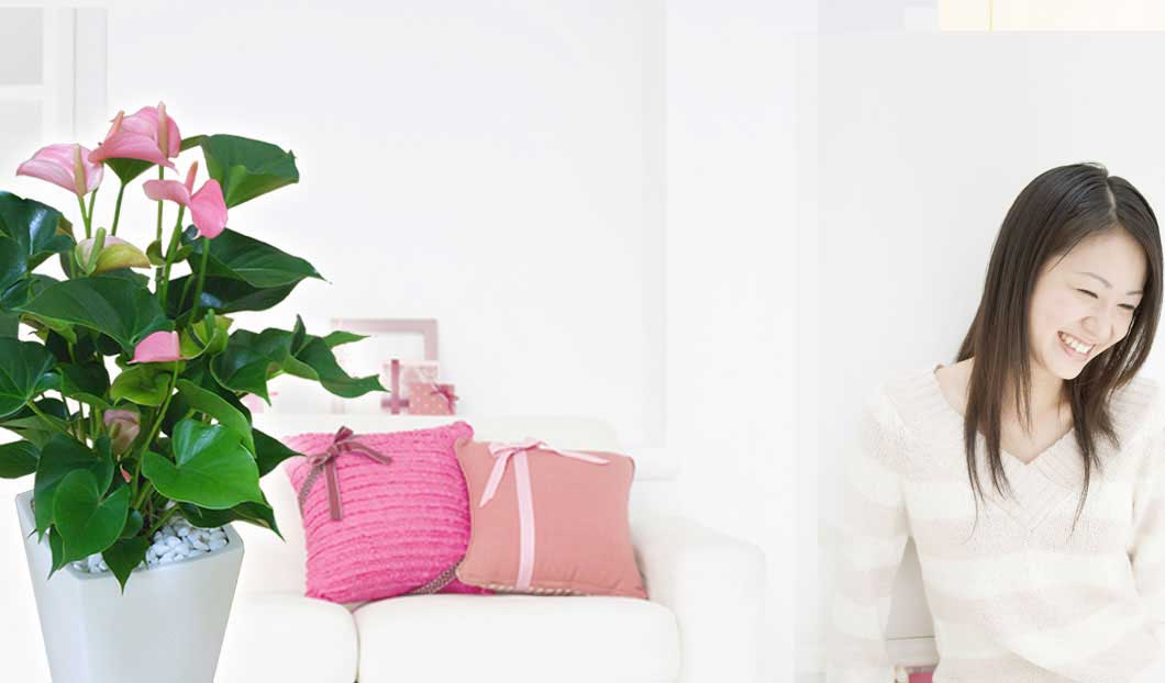 ギフトやインテリアに人気の観葉植物アンスリウムピンク色