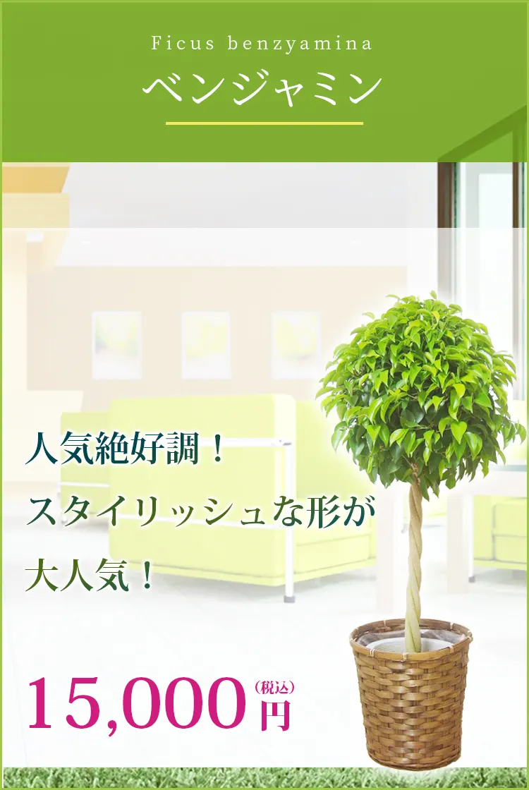 ベンジャミン 観葉植物 14,000円(税込)