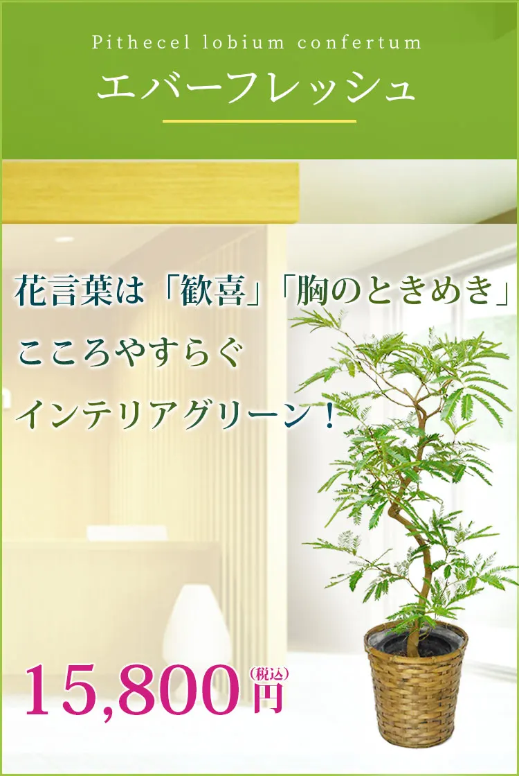 エバーフレッシュ 観葉植物 14,800円(税込)