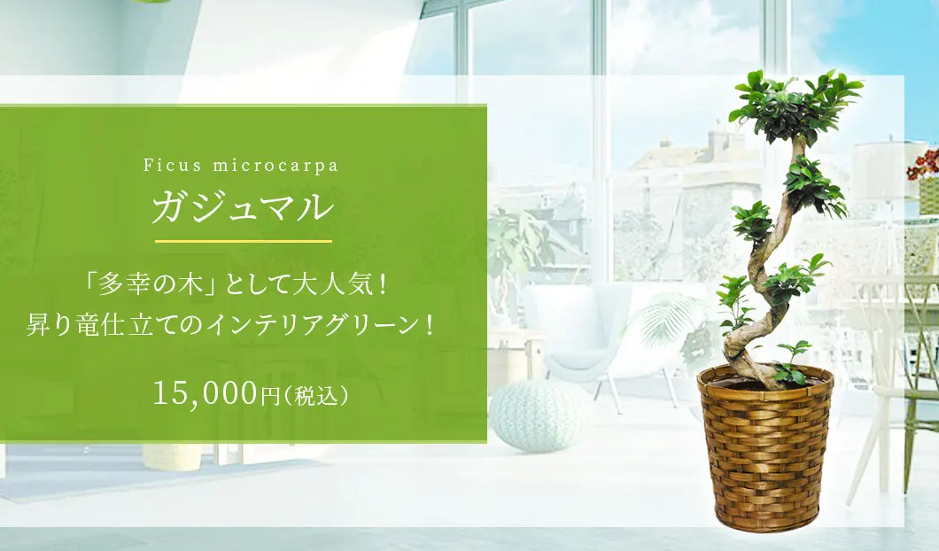 ガジュマル 観葉植物 14,000円(税込)
