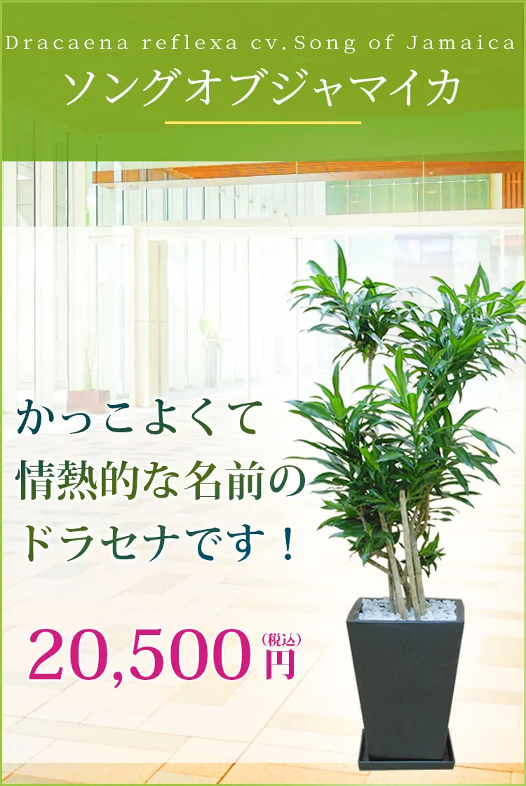 ソングオブジャマイカ 観葉植物 19,500円(税込)