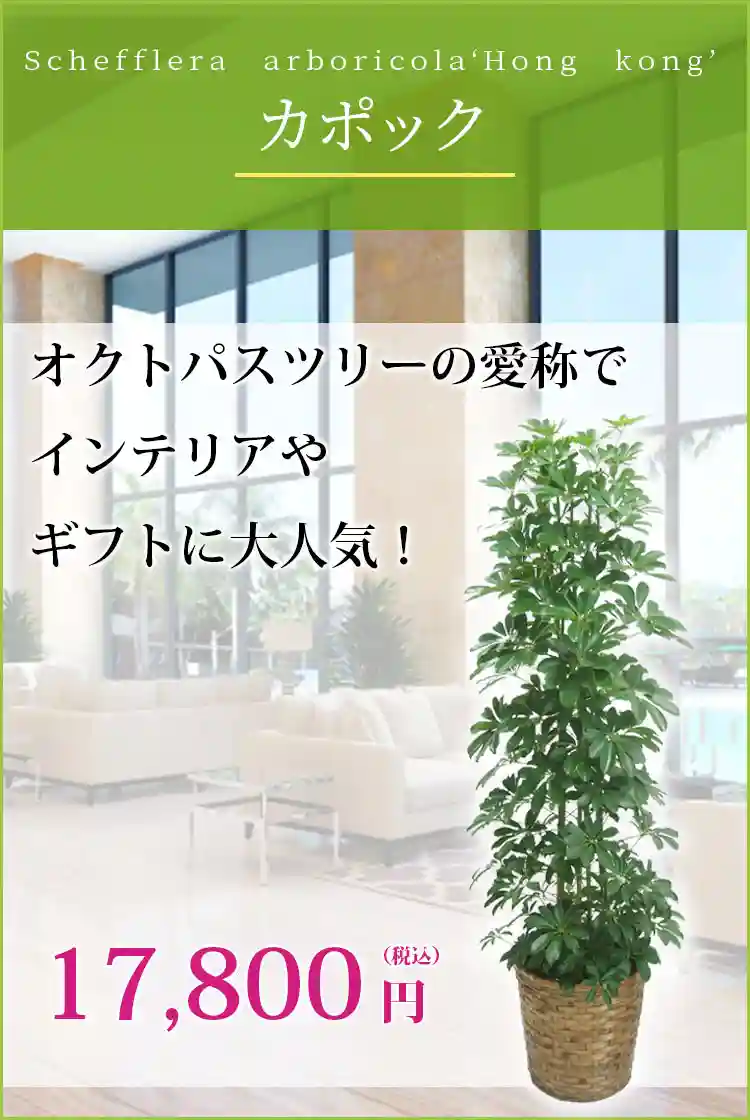 カポック 観葉植物 17,400円(税込)