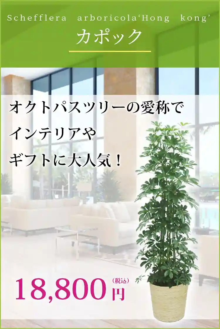 カポック 観葉植物 18,400円(税込)