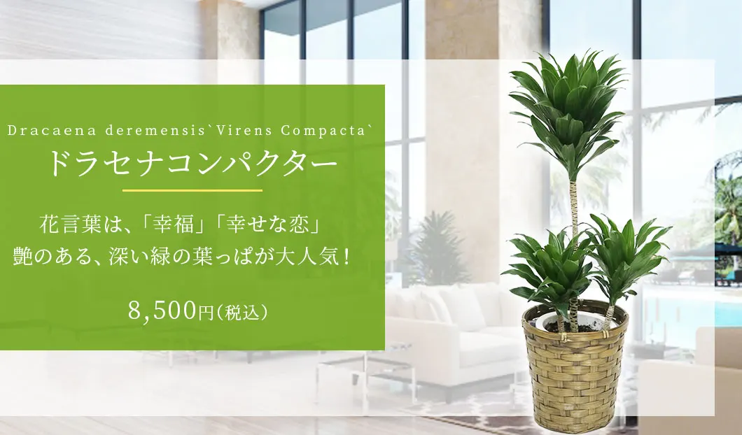 ドラセナコンパクター 観葉植物 8,500円(税込)