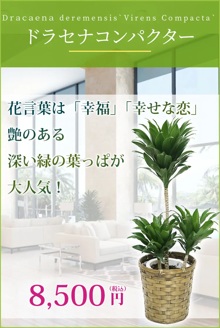 ドラセナコンパクター 観葉植物 8,500円(税込)