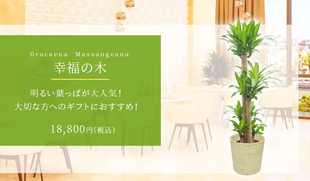幸福の木 観葉植物 18,400円(税込)
