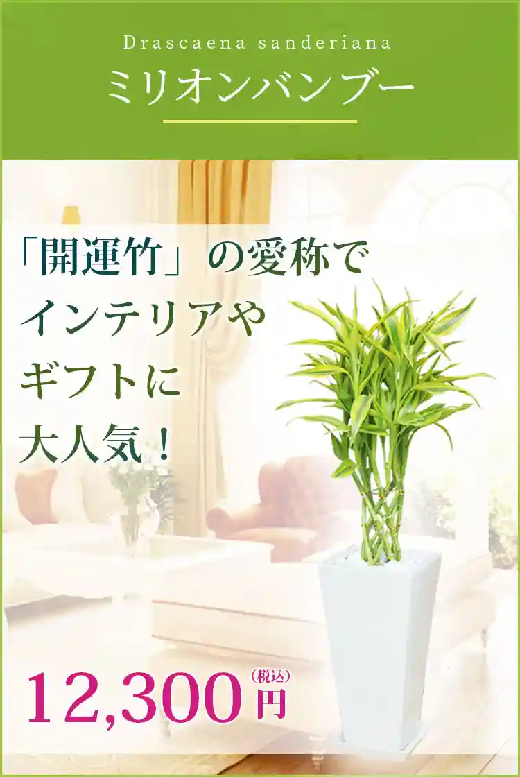 ミリオンバンブー 観葉植物 11,500円(税込)