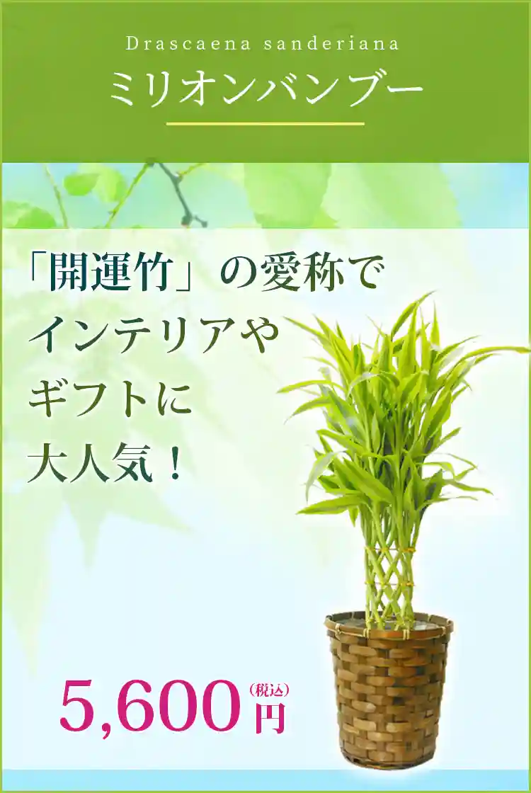 ミリオンバンブー 観葉植物 5,300円(税込)