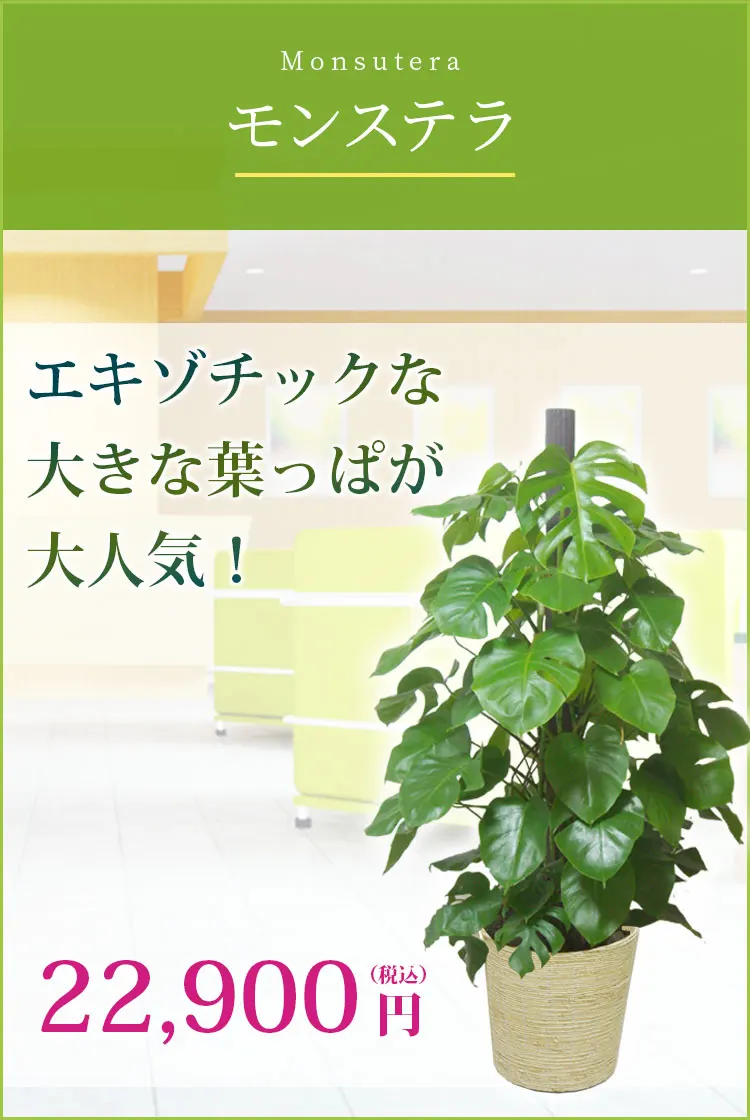 モンステラ 観葉植物 21,900円(税込)
