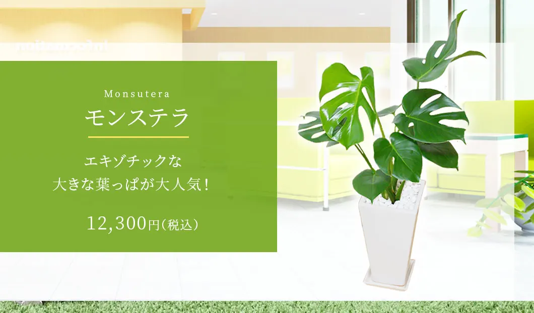 モンステラ 観葉植物 11,500円(税込)
