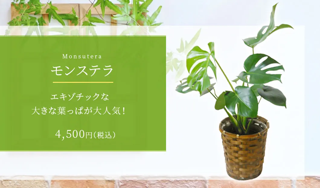 モンステラ 観葉植物 4,300円(税込)