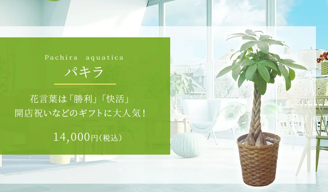 パキラ 観葉植物 13,000円(税込)