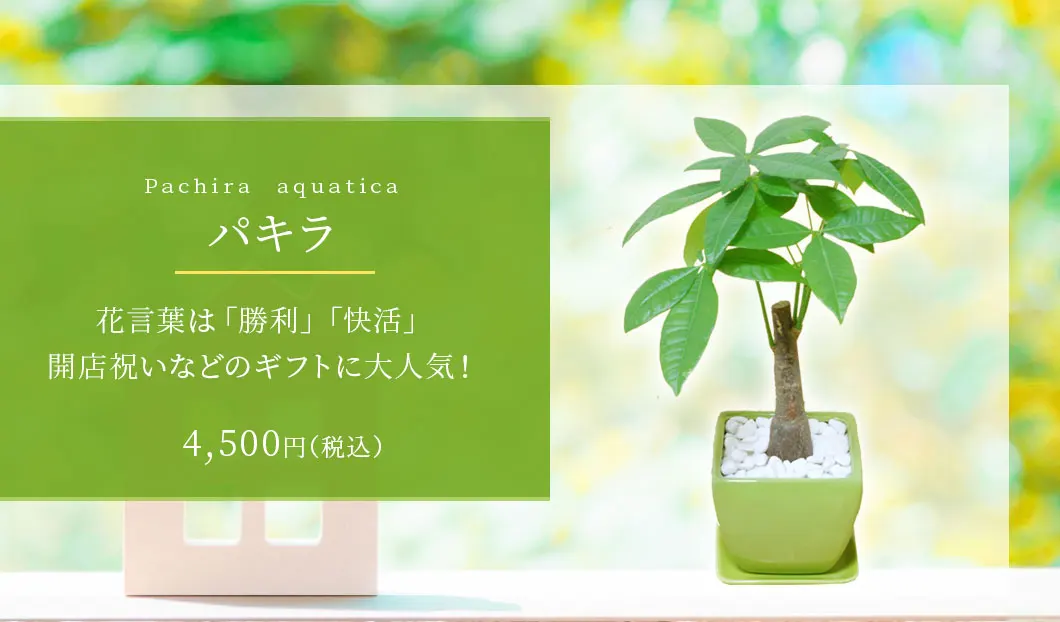 パキラ 観葉植物 4,500円(税込)