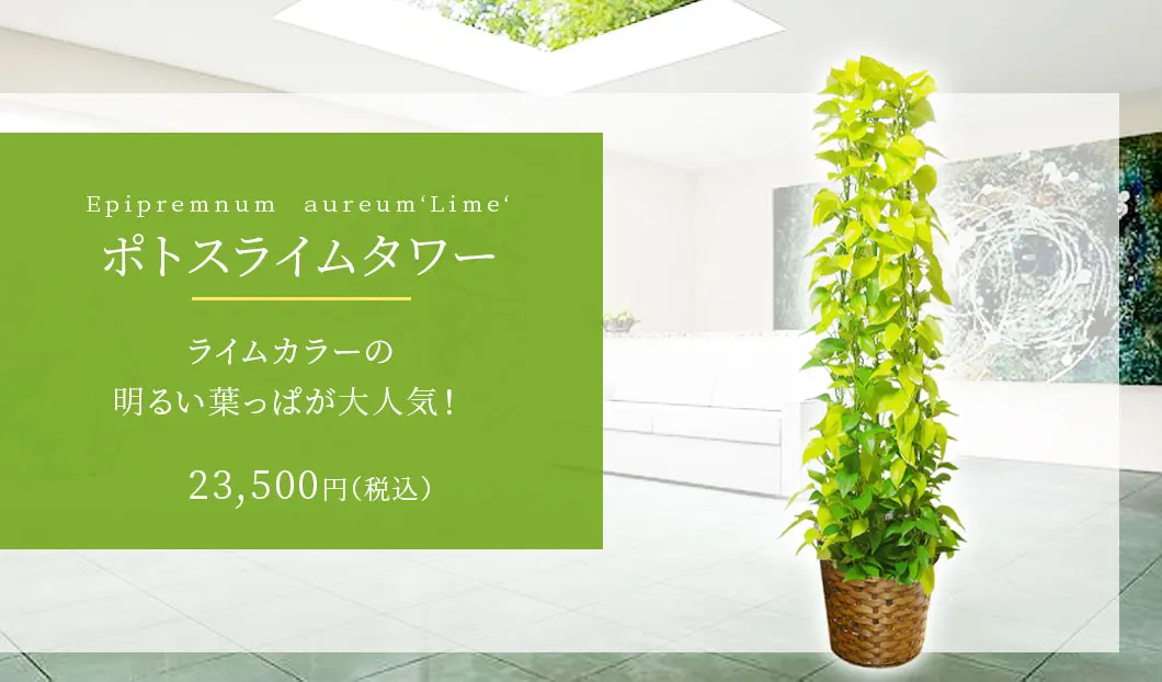 ポトスライムタワー 観葉植物 22,500円(税込)