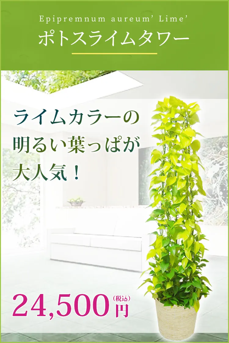 ポトスライムタワー 観葉植物 23,500円(税込)
