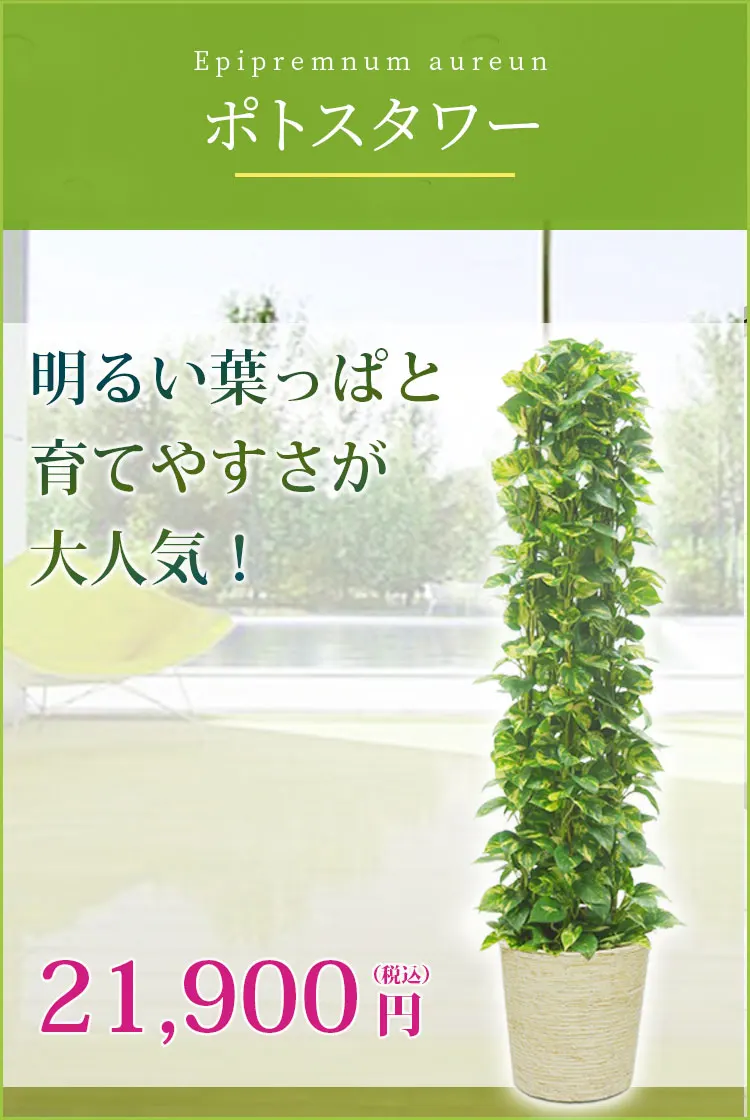 ポトスタワー 観葉植物 20,900円(税込)