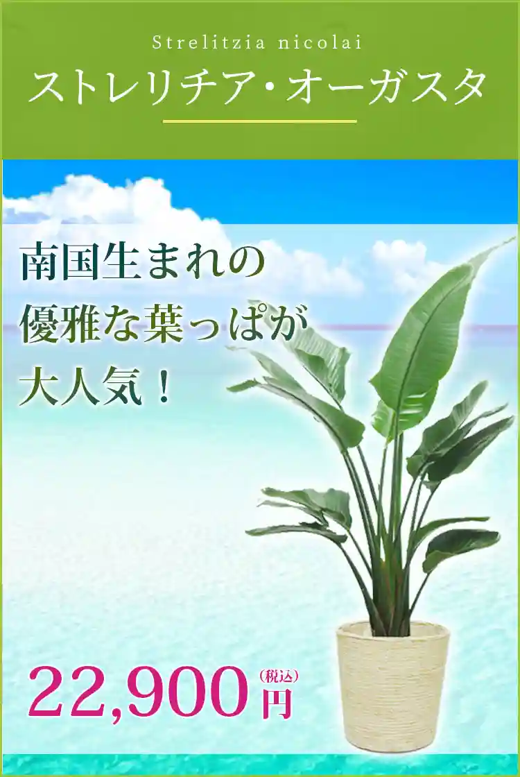 ストレリチア・オーガスタ 観葉植物 21,900円(税込)