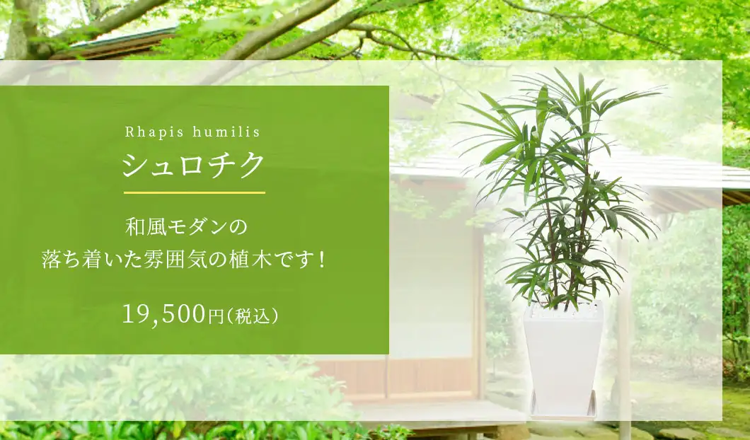 シュロチク、陶器鉢植込み、スクエアタイプ白色 観葉植物 18,500円(税込)