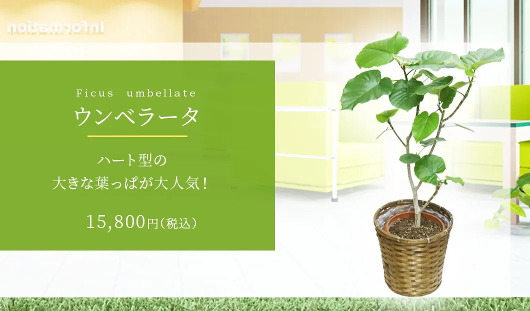 ウンベラータ 観葉植物 14,800円(税込)