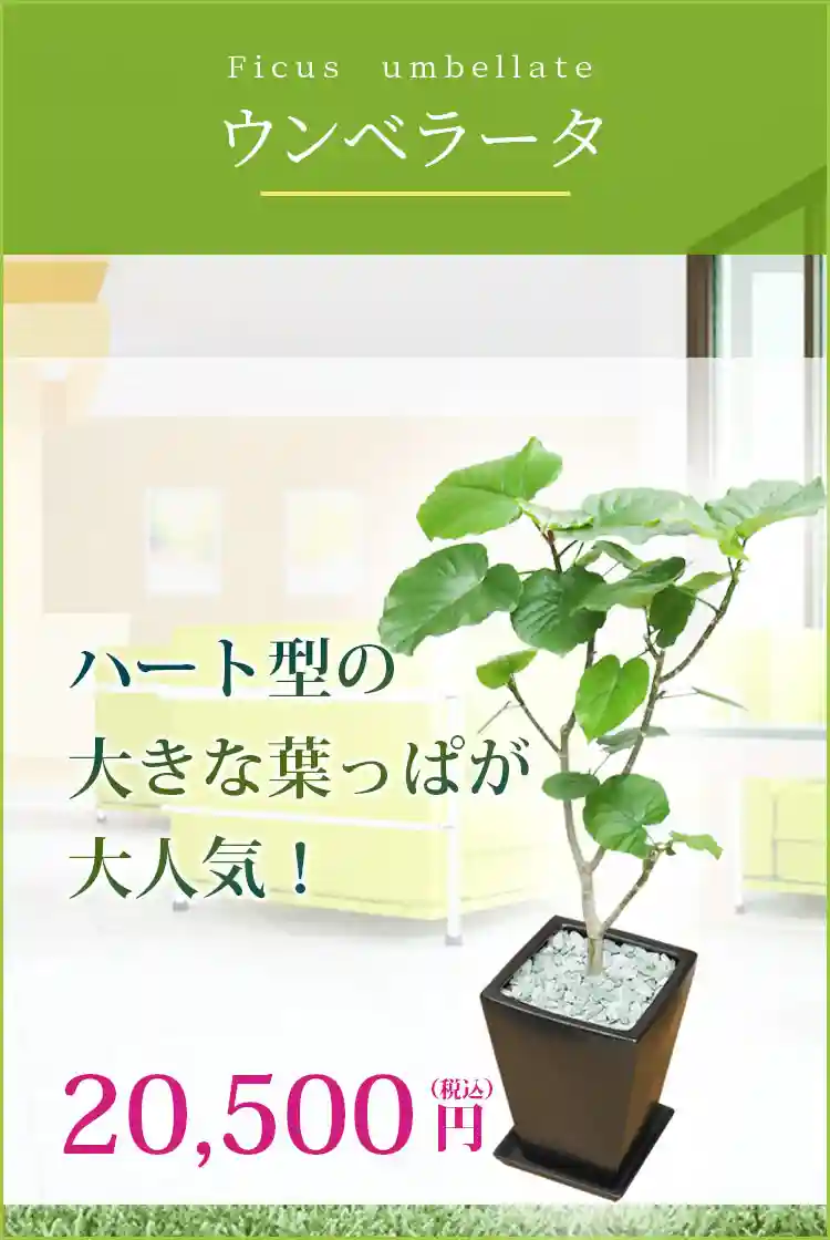 ウンベラータ 観葉植物 19,500円(税込)