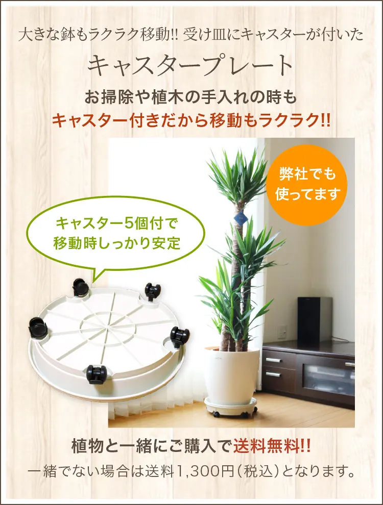 キャスタープレート 観葉植物の販売 通販のオアシス