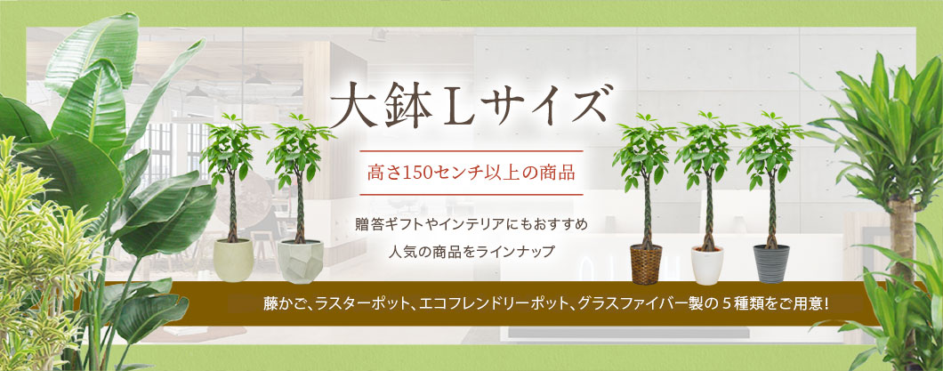 大鉢Lサイズ 高さ150センチ以上の観葉植物