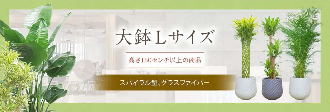 大鉢Lサイズ 多面体型、グラスファイバー製鉢カバー付･の観葉植物