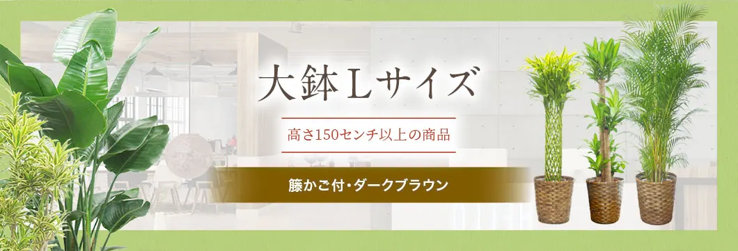 大鉢Lサイズ 籐かご付･ダークブラウンの観葉植物