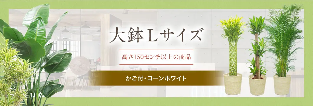 大鉢Lサイズ かご付･コーンホワイトの観葉植物