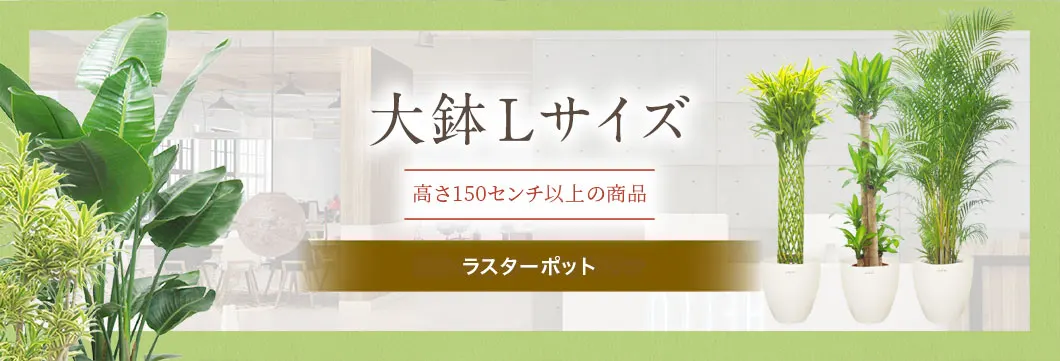 大鉢Lサイズ ラスターポット付･の観葉植物