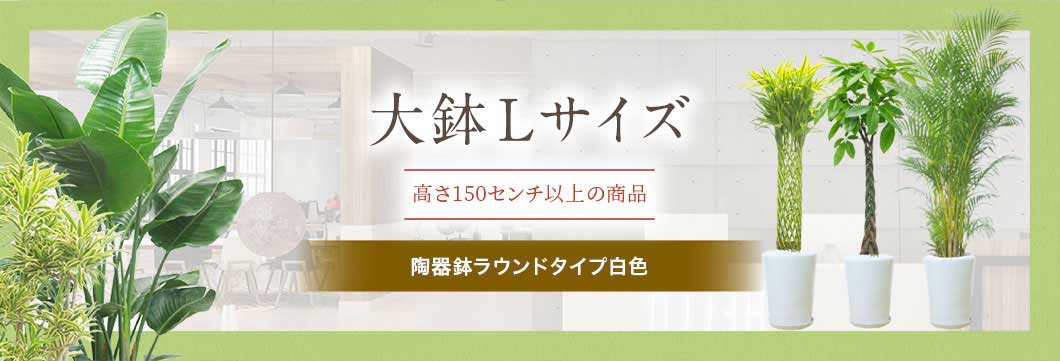 大鉢Lサイズ 陶器鉢ラウンドタイプ白色の観葉植物