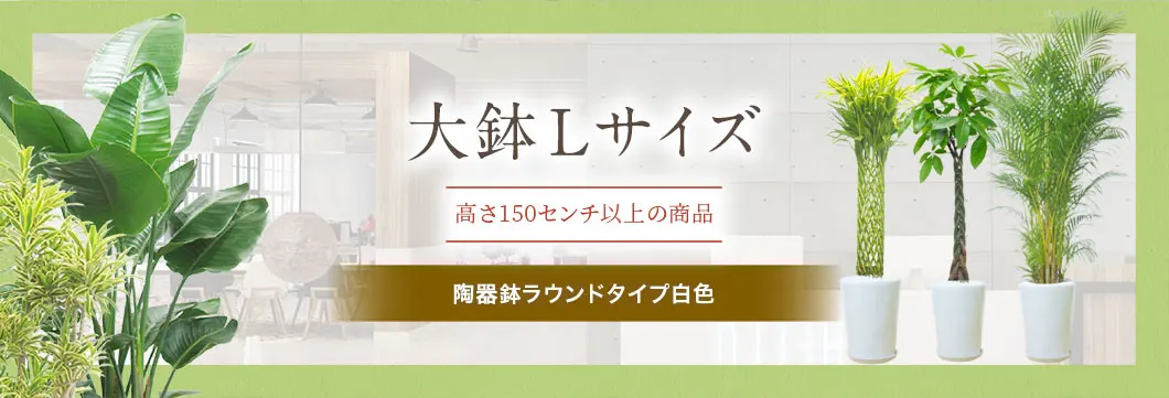 大鉢Lサイズ 陶器鉢ラウンドタイプ白色の観葉植物