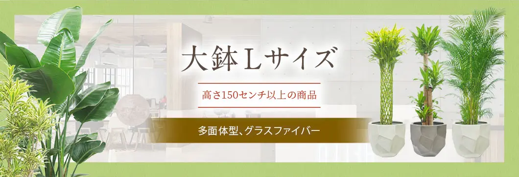大鉢Lサイズ 多面体型、グラスファイバー製鉢カバー付･の観葉植物