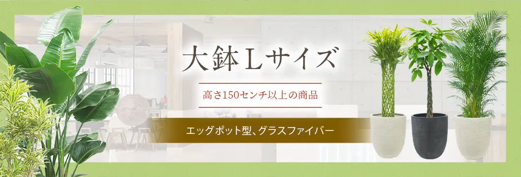 大鉢Lサイズ エッグポット型、グラスファイバー製鉢カバー付･の観葉植物