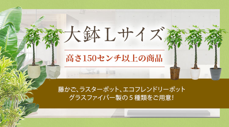 大鉢Lサイズ 高さ150センチ以上の観葉植物