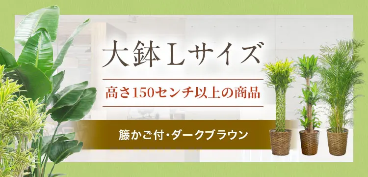 大鉢Lサイズ 籐かご付･ダークブラウンの観葉植物