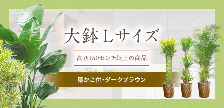 大鉢Lサイズ 籐かご付･ダークブラウンの観葉植物