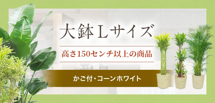 大鉢Lサイズ かご付･コーンホワイトの観葉植物