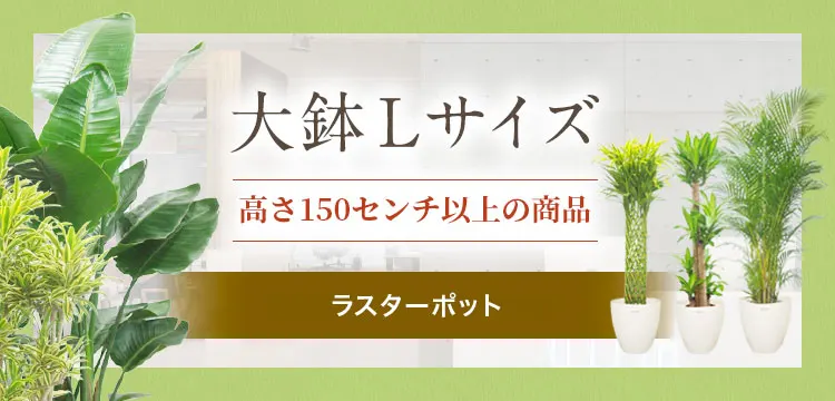 ラスターポット 300型 白 13リットル 植木鉢 おしゃれ 鉢カバー 8号鉢用 観葉植物 プラスチック 軽い 植木鉢・鉢カバー専門店グーポット  雑草 42 ポット ラスター男性 RedTank トップ |Wellcoda