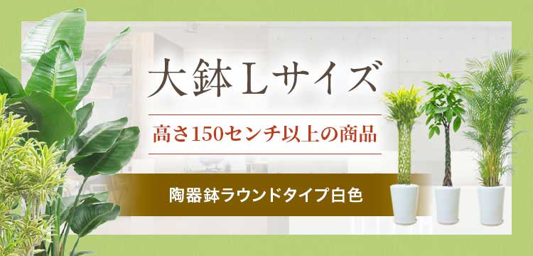 大鉢Lサイズ 陶器鉢ラウンドタイプ白色の観葉植物