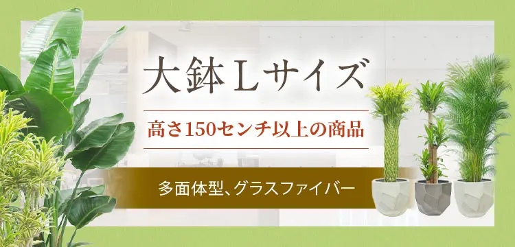 大鉢Lサイズ 多面体型、グラスファイバー製鉢カバー付の観葉植物