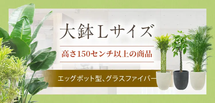 大鉢Lサイズ エッグポット型、グラスファイバー製鉢カバー付の観葉植物