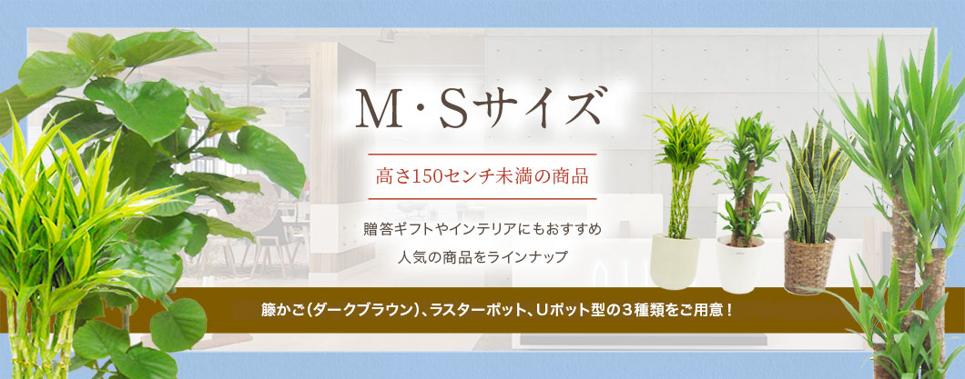 MSサイズ 全商品の観葉植物