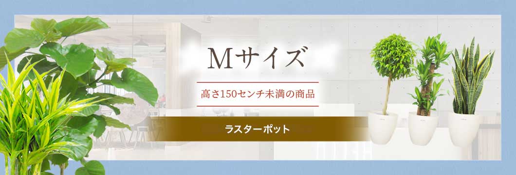 Mサイズ ラスターポット付の観葉植物