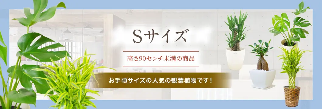 Sサイズ 全商品の観葉植物