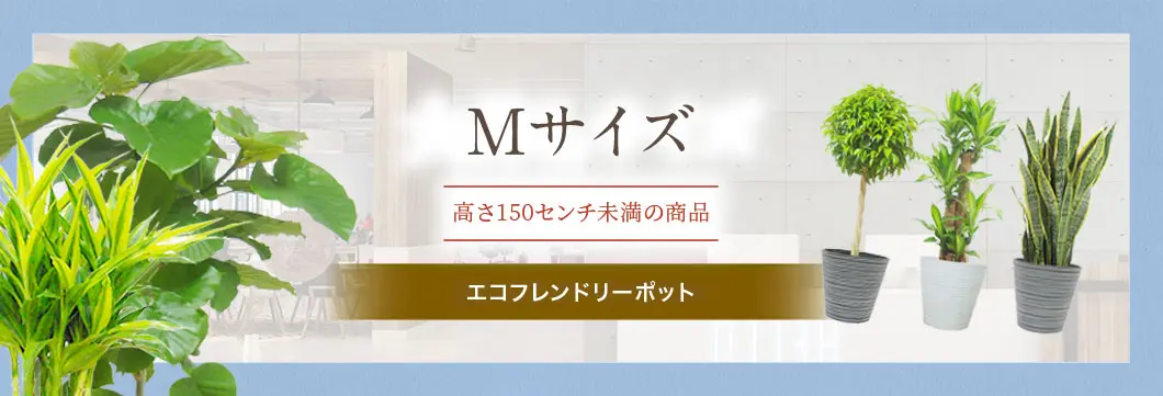 Mサイズ エコフレンドリーポットの観葉植物