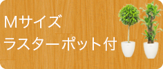 Ｍサイズ、ラスターポット付