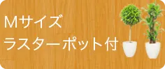 Ｍサイズ、ラスターポット付