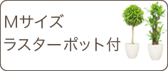 Ｍサイズ、ラスターポット付