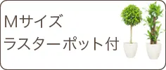 Ｍサイズ、ラスターポット付